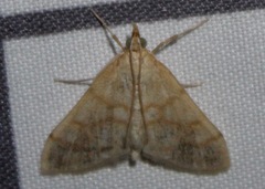 Paracorsia repandalis