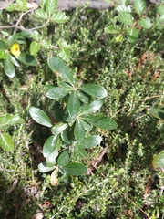 Berberis microphylla