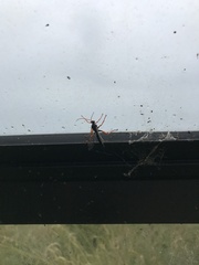 Echthromorpha intricatoria