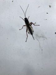 Echthromorpha intricatoria