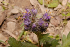 Phacelia sericea sericea