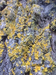 Xanthoria parietina