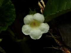 Nautilocalyx mimuloides