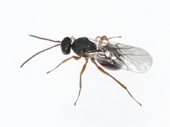 Cynipinae