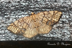 Nematocampa arenosa