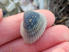 Anadara brasiliana
