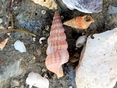 Cerithideopsis scalariformis