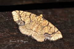 Nematocampa arenosa