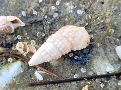 Cerithium atratum