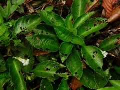 Nautilocalyx mimuloides