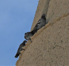 Columba livia domestica
