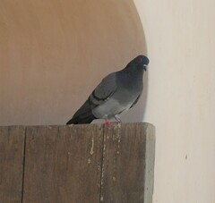 Columba livia domestica