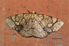 Nematocampa arenosa