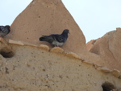 Columba livia domestica