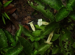 Nautilocalyx mimuloides