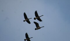 Branta canadensis