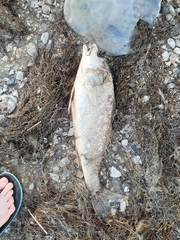 Sciaenops ocellatus