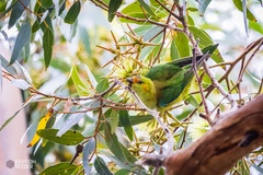 Parvipsitta porphyrocephala