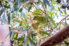 Parvipsitta porphyrocephala