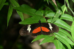 Heliconius hortense