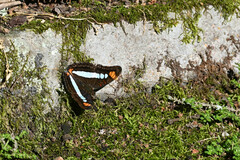 Adelpha serpa