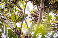 Parvipsitta porphyrocephala