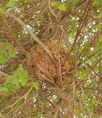 Pycnonotus leucotis