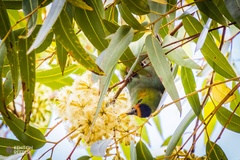 Parvipsitta porphyrocephala