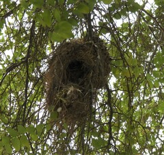 Pycnonotus leucotis