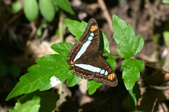 Adelpha serpa