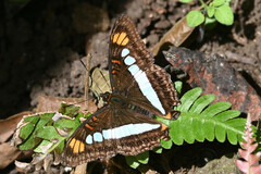 Adelpha serpa