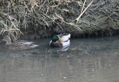 Anas platyrhynchos