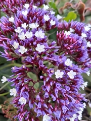 Limonium perezii