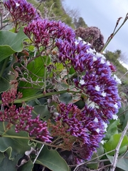 Limonium perezii