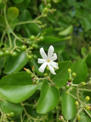 Jasminum fluminense