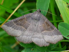 Arytrura musculus