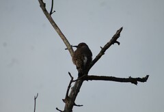 Colaptes auratus