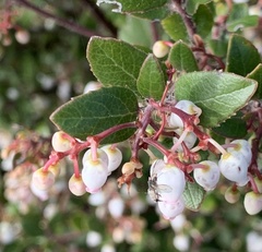 Arctostaphylos sensitiva
