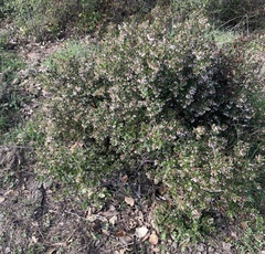 Arctostaphylos sensitiva