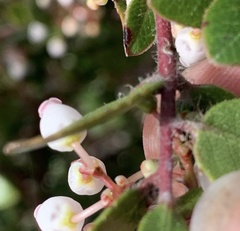 Arctostaphylos sensitiva