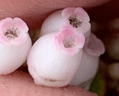Arctostaphylos sensitiva