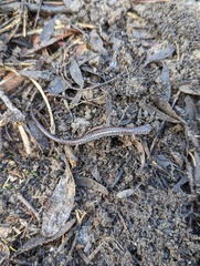 Batrachoseps major major