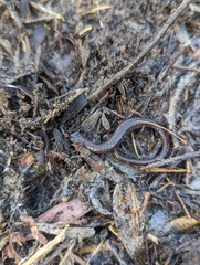 Batrachoseps major major