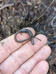 Batrachoseps major major