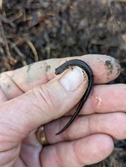 Batrachoseps major major