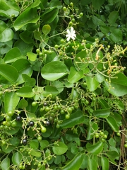 Jasminum fluminense