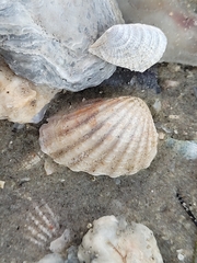 Cardites floridanus