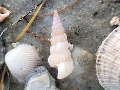 Cerithideopsis scalariformis