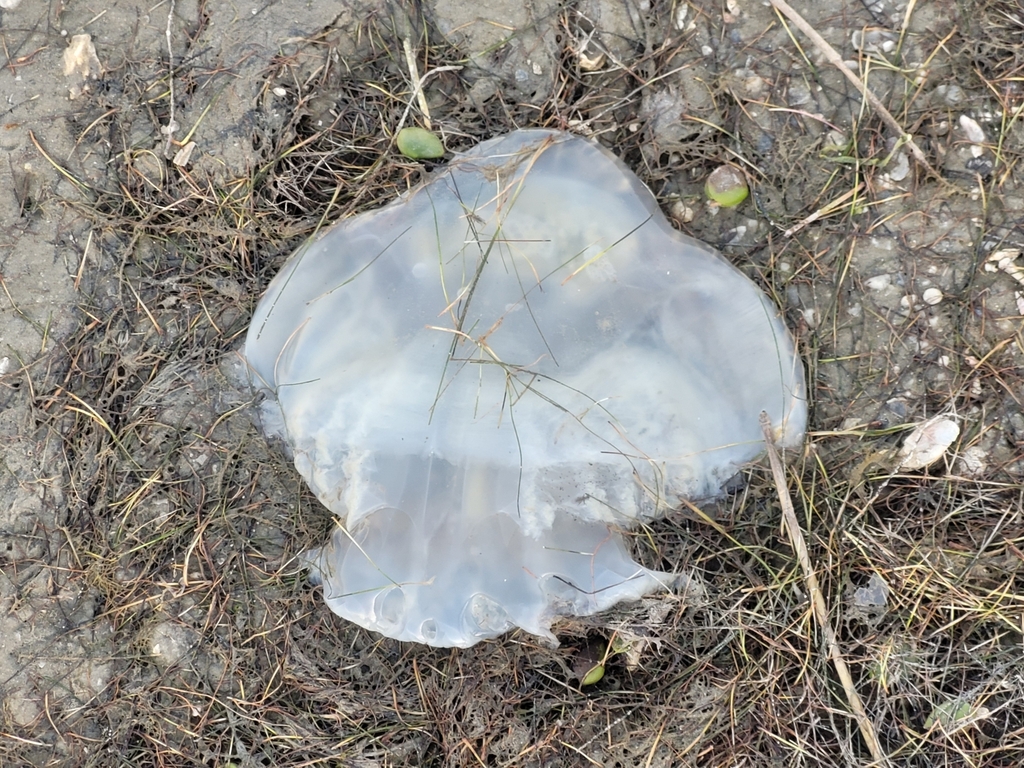 Cannonball Jelly from Padre Island, Corpus Christi, TX, USA on January 04, 2023 at 0536 PM by A