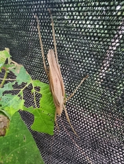 Tettigonioidea